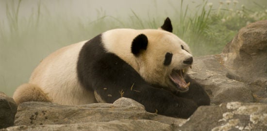 (Foto: Jason Pier / Flickr / CC BY-NC 2.0)