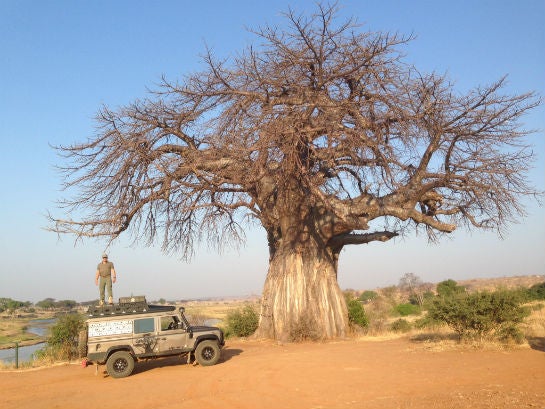 froehlich_wolfhart_baum