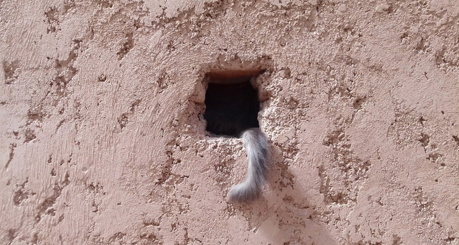 cat_loophole_1160x606