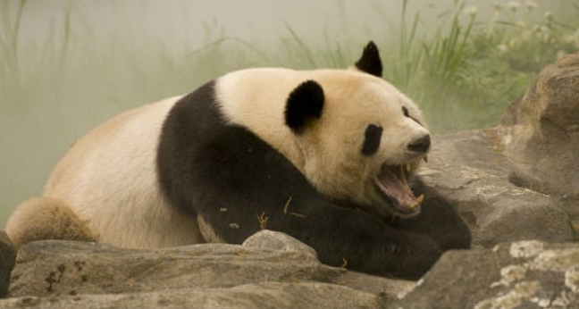 (Foto: Jason Pier / Flickr / CC BY-NC 2.0)