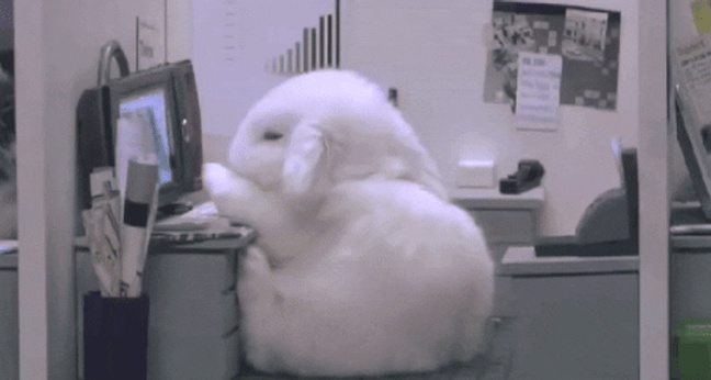 bunny_falling_asleep_at_computer