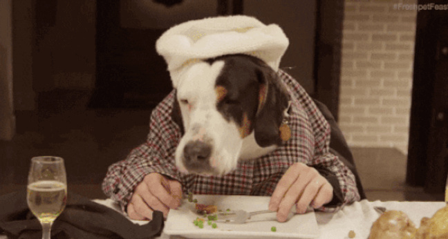 Mr Fred Hundefutter Tobias Kobier OMR