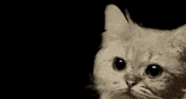 featured_Cat