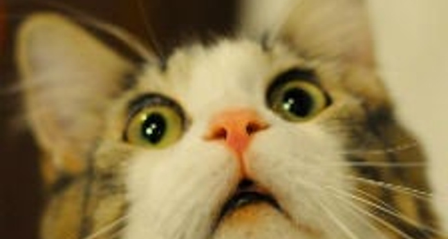 surprised_adwords_kitty_featured