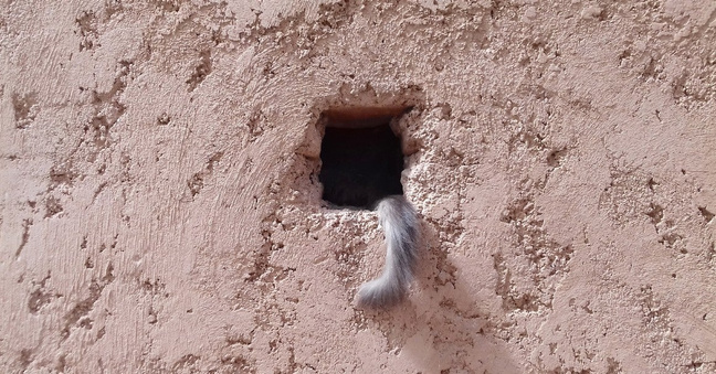 cat_loophole_1160x606