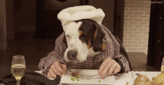 Mr Fred Hundefutter Tobias Kobier OMR