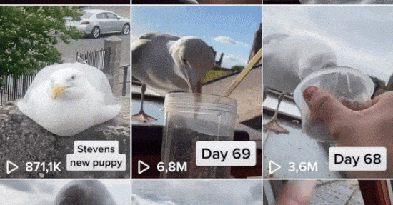 Feeding Steven Youtube Tiktok