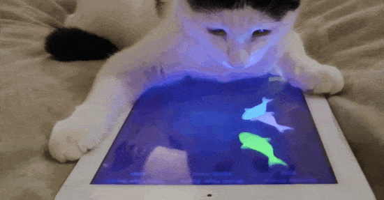 cat_ipad