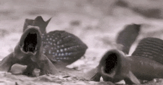 550_Schlammschlacht2