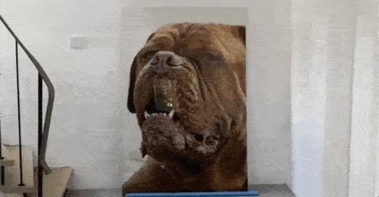 fb_viralvideo_hundemosaik_550x287