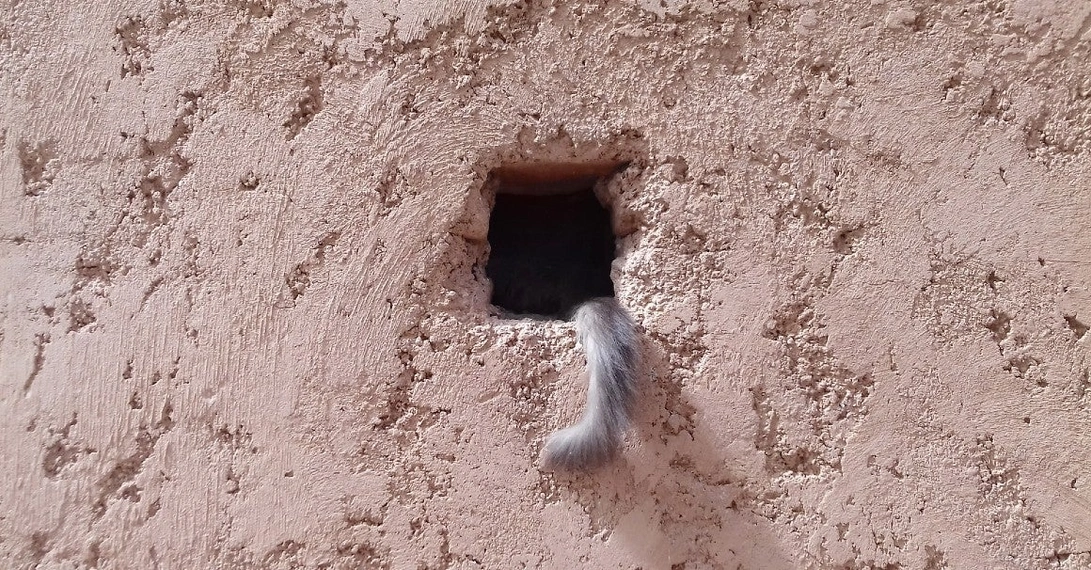 cat_loophole_1160x606