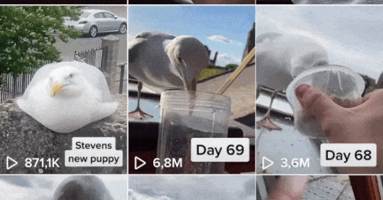 Feeding Steven Youtube Tiktok