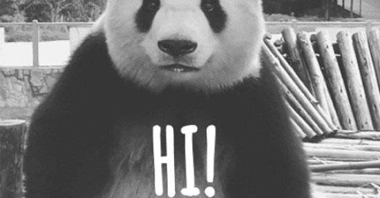 Panda.Black