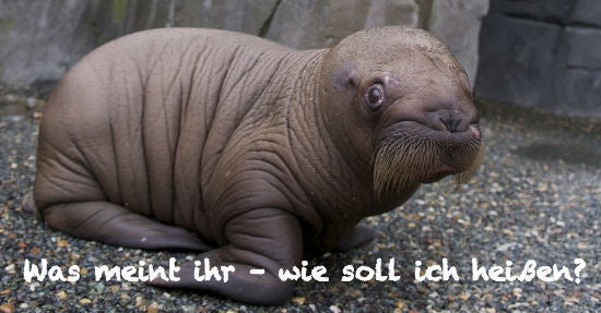 Walross: Wie soll es heißen?